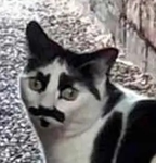 Amigos da zeldinhagamer1234
