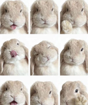 pawsy