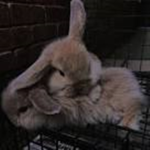 bunny approval