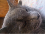 Cat fan group :) :) meow