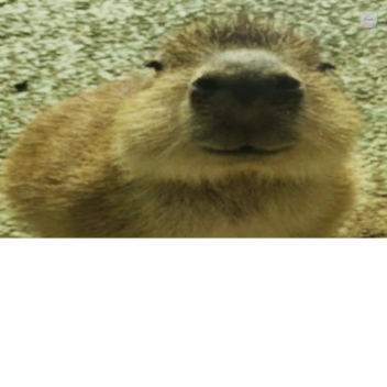 Capybara Island