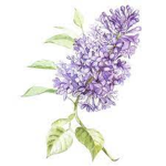 lilac arts