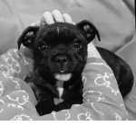 I cagnolini