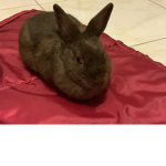 Color changing rabbit