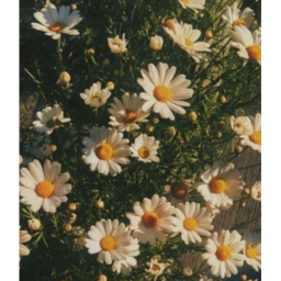 V I B E B E A C H