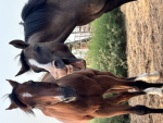 Horses are beloved creatures