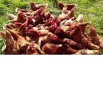 Tha Chicken Nugget Gang