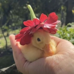 duck¡es