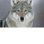 EPIC_WOLFS