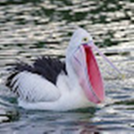 DDTP pelicans