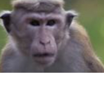 The mighty monkeys