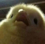 Quack Agency