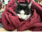 Mittens the little kitten