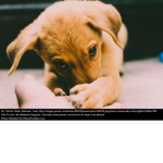 Love pets? Join now!