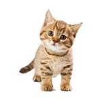 -Kitty Empire-