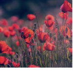 Pretty red butterflies