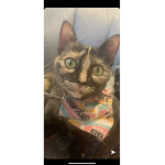 Kittyiscoooooooooooooollllllllllllllllllllllllllll