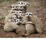 Meerkat hang out