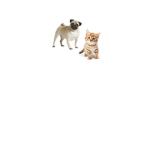Pug/Cat Squad!!!
