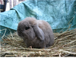 rabbit carers