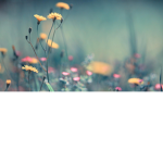 Cloud Dance Studio ♥