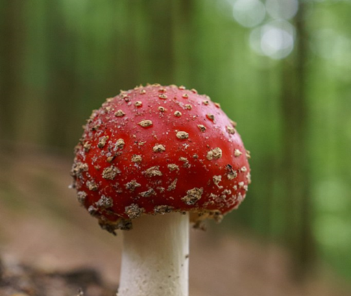 scp: forgotten baby screenshot 1