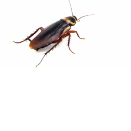 Roach Blender [Update]