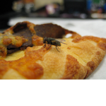 GO AWAY FLY
