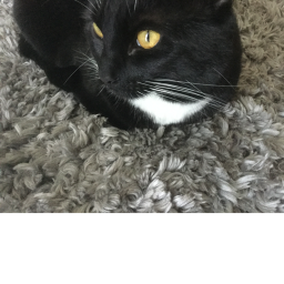 🐈