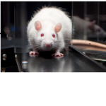 THE SEWER RATS!!!