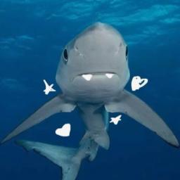 ⋅˚‧ 🌊🦈 ‧˚ ⋅