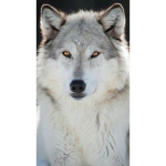 Huskey's Group of Wolves and Doggos