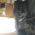 Dog army <3