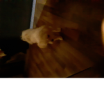 XxLexisbunniesxX