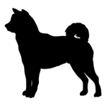 Shiba. Studios.