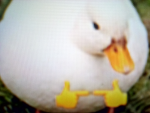 TheDuck_army.