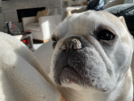 IntenseFrenchieGaming