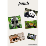 #### Panda sqaud