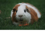Guinea Pi.g