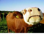 Very Aesthetic cow