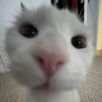 Purrr-fection