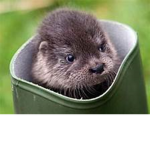 Mckayla's Otters