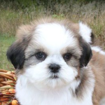 Shih Tzu Squad!