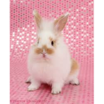 bunny'