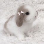 _ - adorable dollie - _