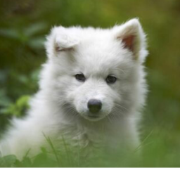Animal obby