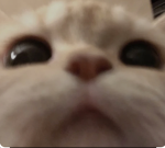 VV’s POOKIES