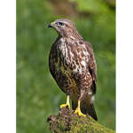 Bird’s of prey United