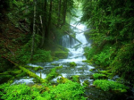 The Amazing Forest Group