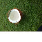 Coconut army!!!